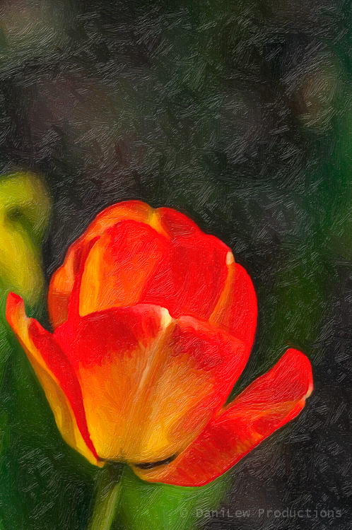 Blooming Tulip Macro - digital painting - taken with a Nikon D300 camera and Nikon 105 VR macro lens