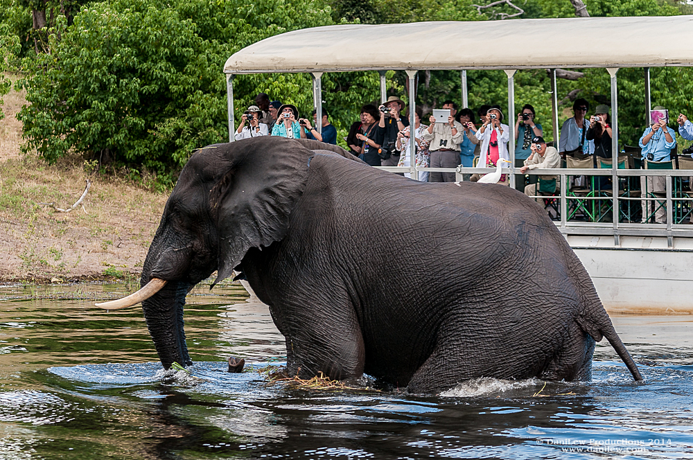 With tourists watching, an Elephant takes a swim in the Chobe River at Chobe National Park, Botswana - taken with a Nikon D300 camera and Nikon 80-400 VR II lens