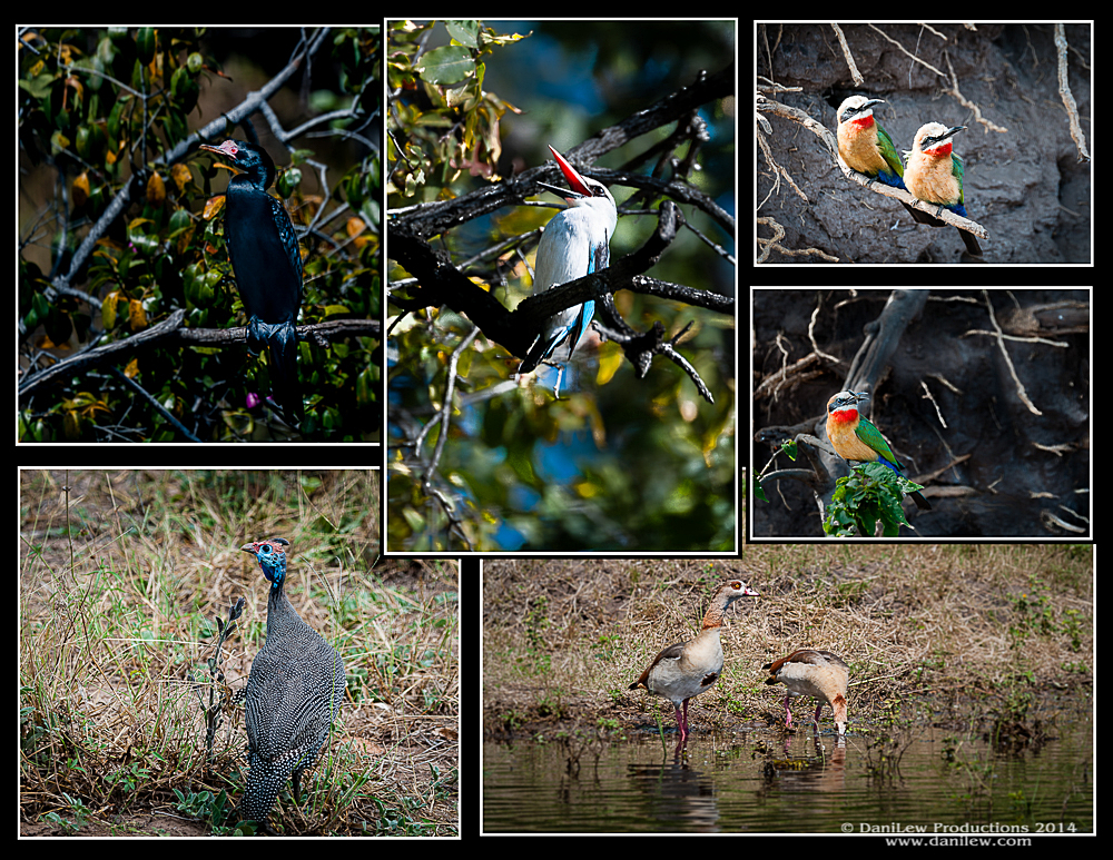 Birds #1 of Chobe National Park in Botswana - taken with a Nikon D300 camera and Nikon 80-400 VR II lens