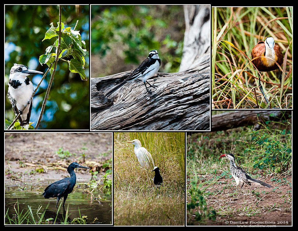 Birds #2 of Chobe National Park in Botswana Birds #2 of Chobe National Park in Botswana - taken with a Nikon D300 camera and Nikon 80-400 VR II lens