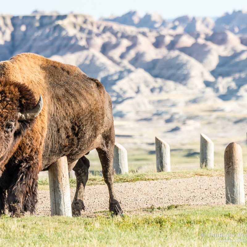 Bison at itching post - Badlands - taken with a Nikon D500 camera and Nikon 80-400 VR lens
