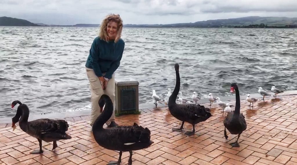 Swans and a tourist at Lake Rotorua
