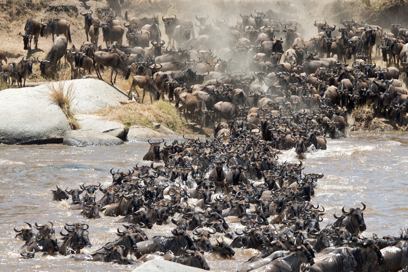 Wildebeest Migration in Tanzania on SelfishMe Travel